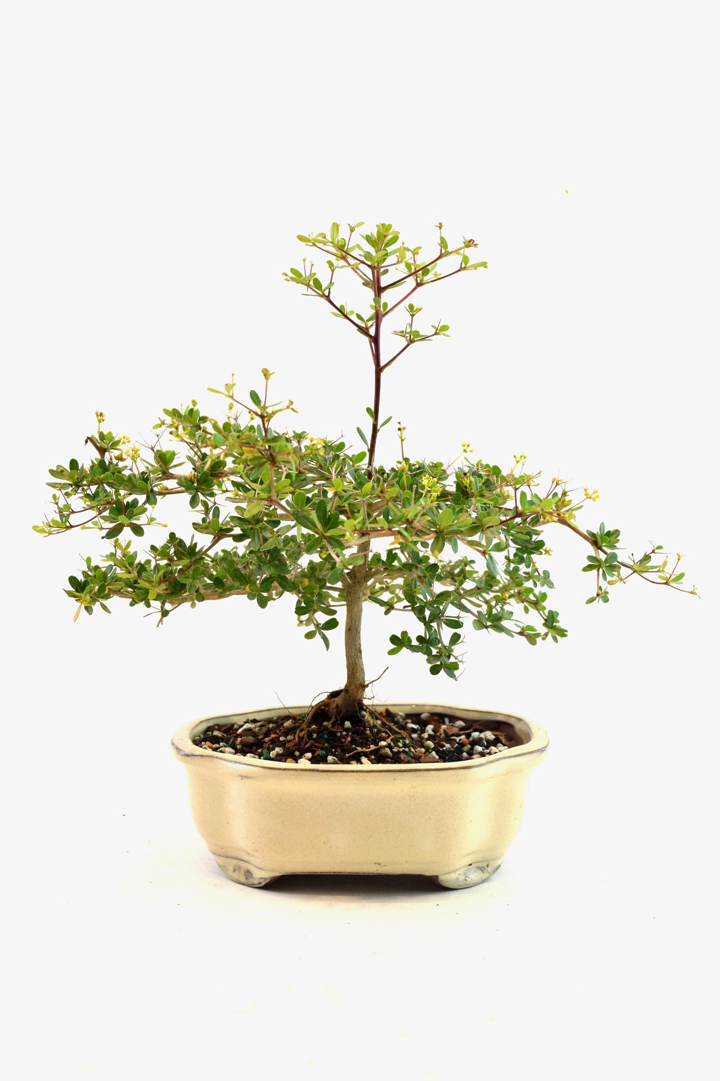 Black Olive Tree Bonsai Ceramic 7" Pot - One of a Kind Bonsai
