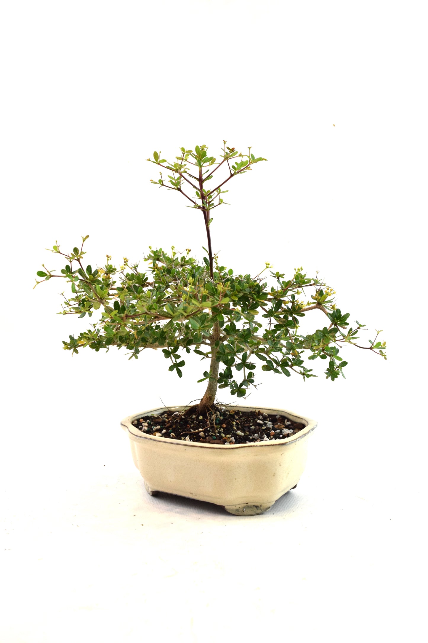 Black Olive Tree Bonsai Ceramic 7" Pot - One of a Kind Bonsai