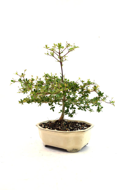 Black Olive Tree Bonsai Ceramic 7" Pot - One of a Kind Bonsai