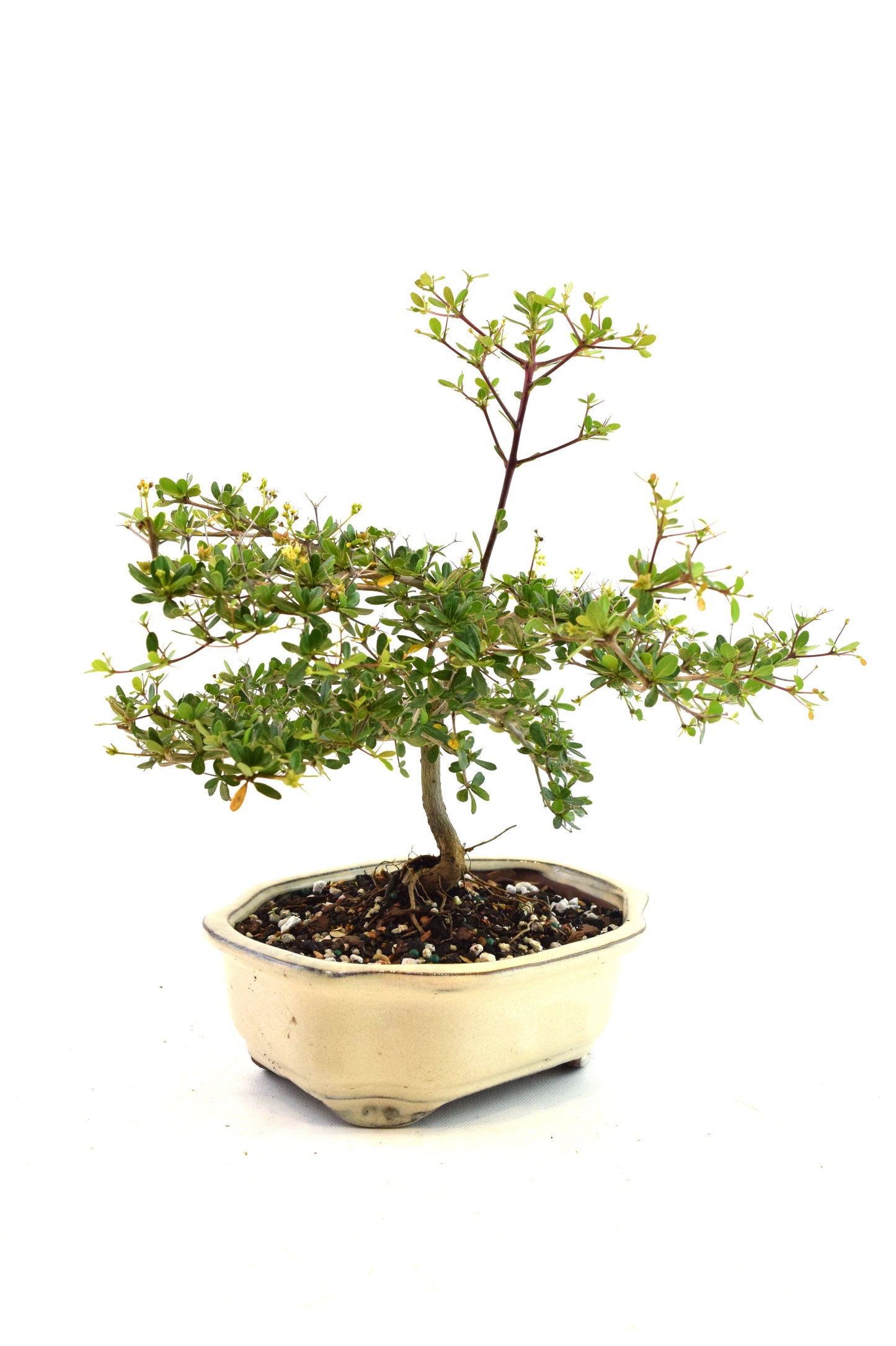 Black Olive Tree Bonsai Ceramic 7" Pot - One of a Kind Bonsai