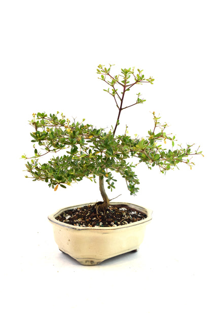 Black Olive Tree Bonsai Ceramic 7" Pot - One of a Kind Bonsai