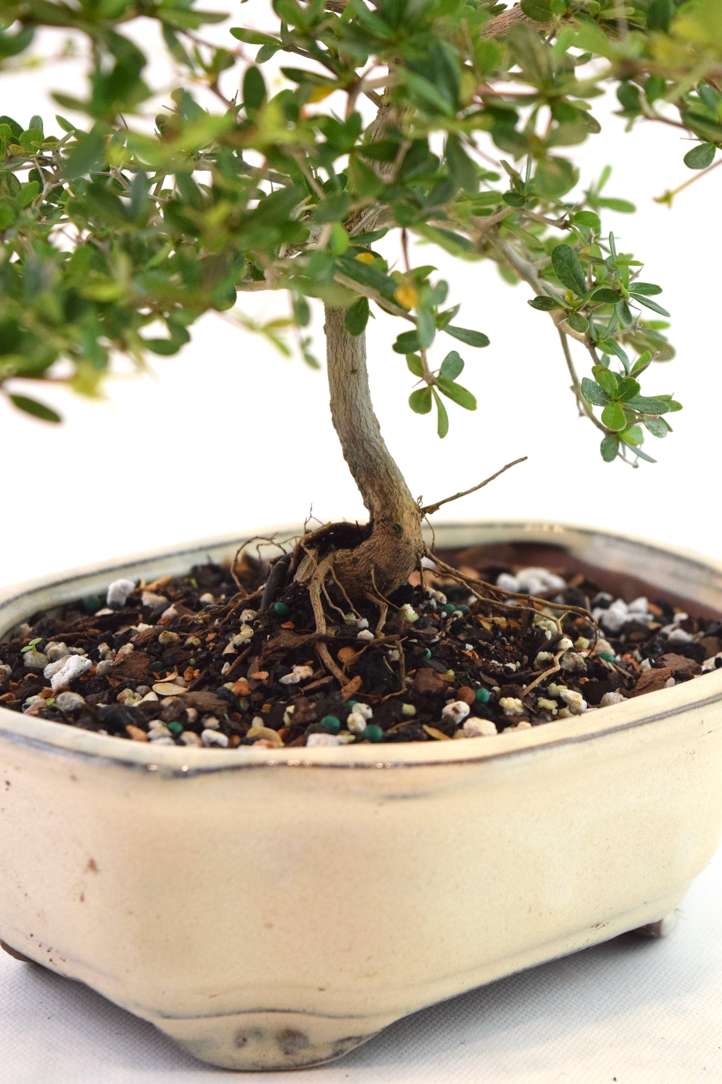 Black Olive Tree Bonsai Ceramic 7" Pot - One of a Kind Bonsai