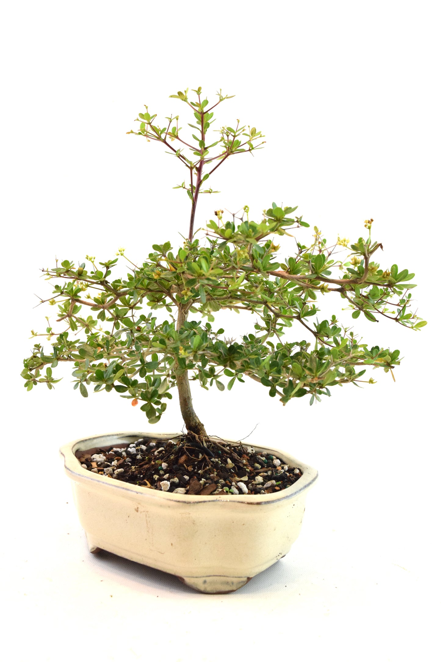 Black Olive Tree Bonsai Ceramic 7" Pot - One of a Kind Bonsai