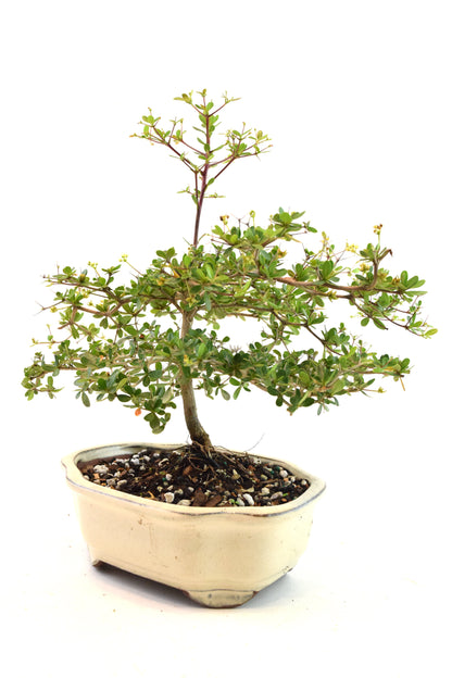 Black Olive Tree Bonsai Ceramic 7" Pot - One of a Kind Bonsai