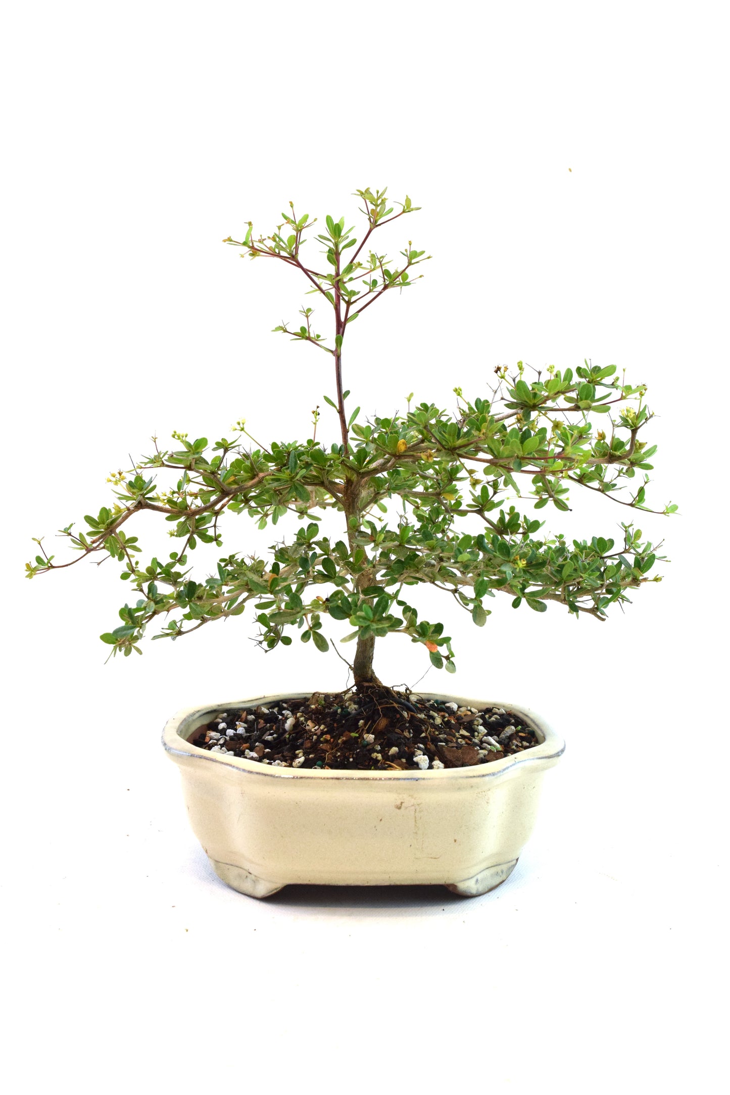 Black Olive Tree Bonsai Ceramic 7" Pot - One of a Kind Bonsai
