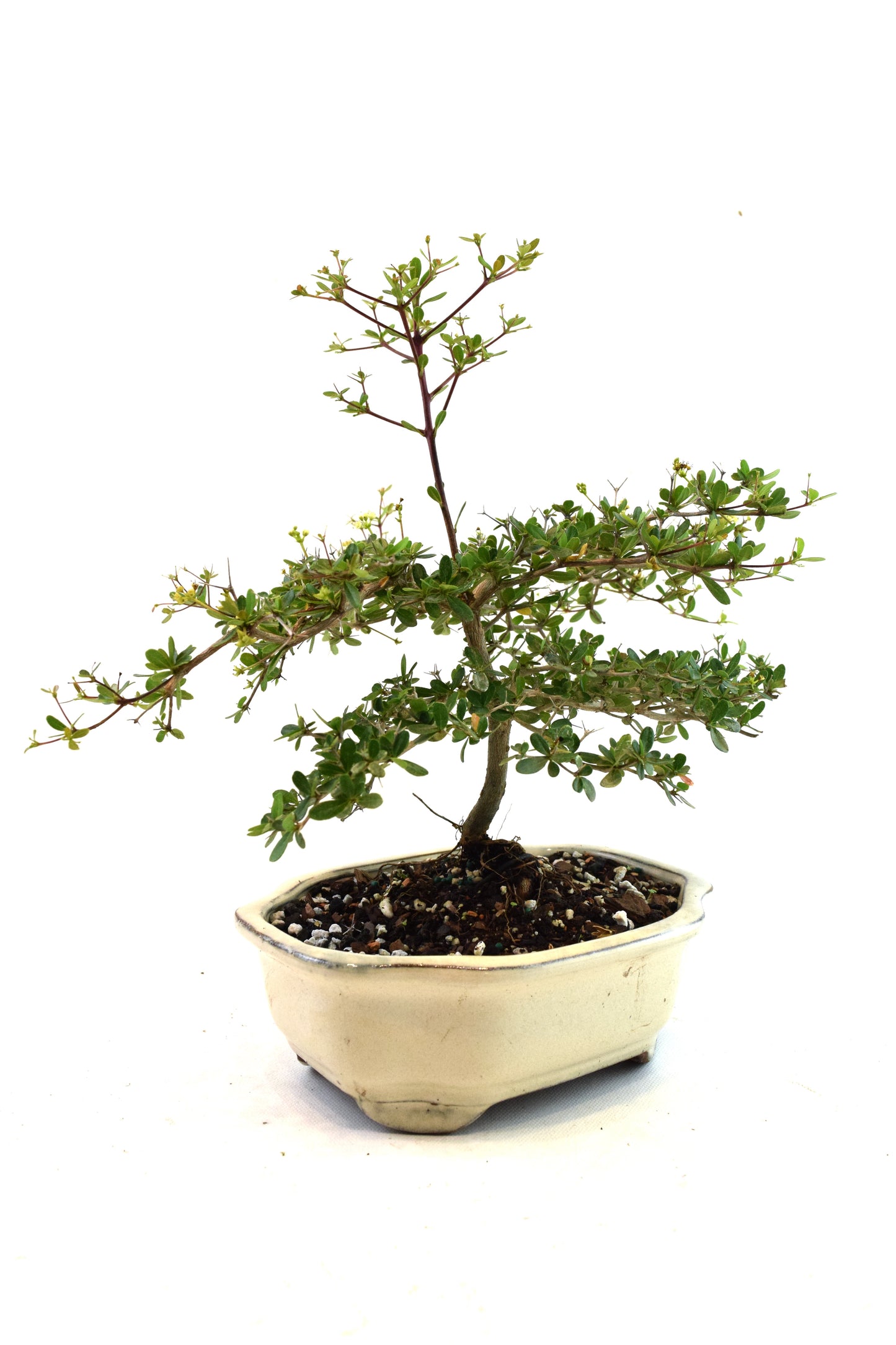 Black Olive Tree Bonsai Ceramic 7" Pot - One of a Kind Bonsai
