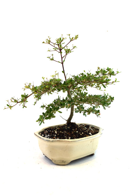 Black Olive Tree Bonsai Ceramic 7" Pot - One of a Kind Bonsai