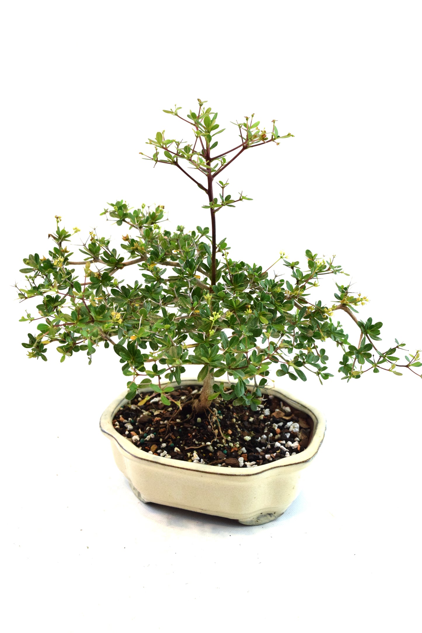 Black Olive Tree Bonsai Ceramic 7" Pot - One of a Kind Bonsai