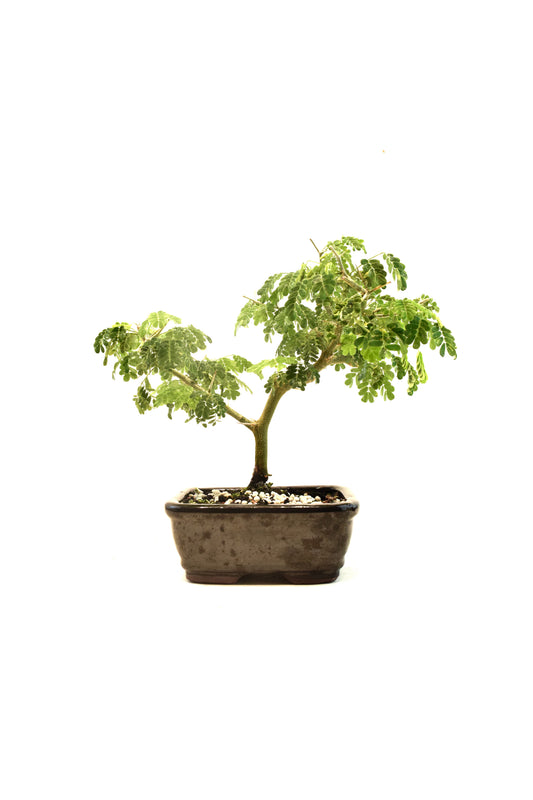 Brazilian Rain Tree Bonsai Ceramic 5" Pot - One of a Kind Bonsai