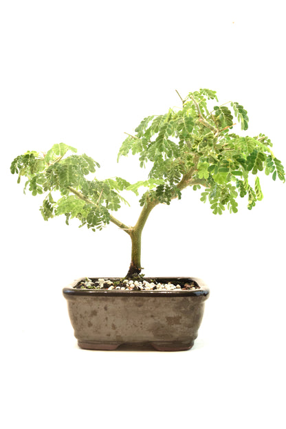 Brazilian Rain Tree Bonsai Ceramic 5" Pot - One of a Kind Bonsai