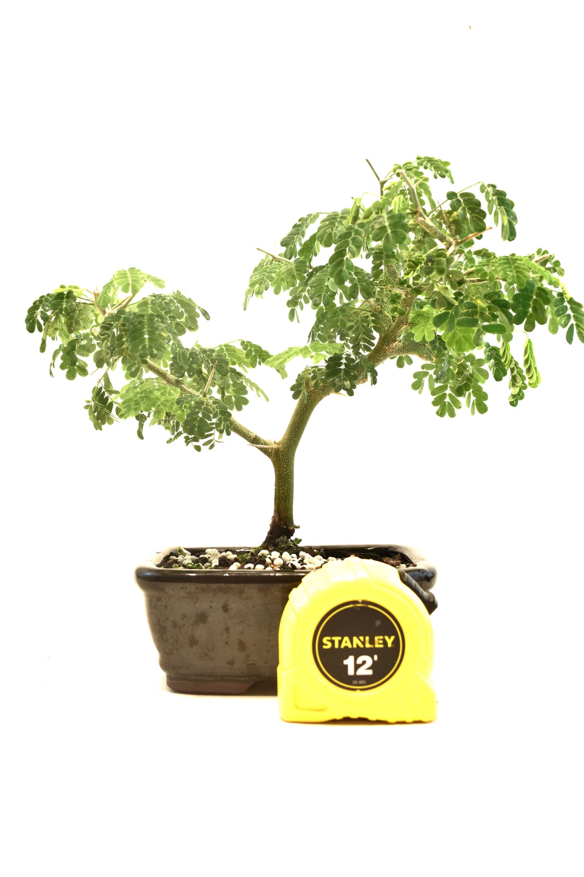 Brazilian Rain Tree Bonsai Ceramic 5" Pot - One of a Kind Bonsai