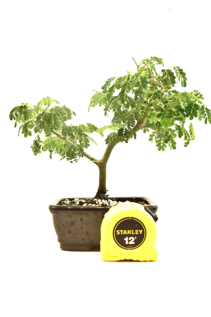 Brazilian Rain Tree Bonsai Ceramic 5" Pot - One of a Kind Bonsai