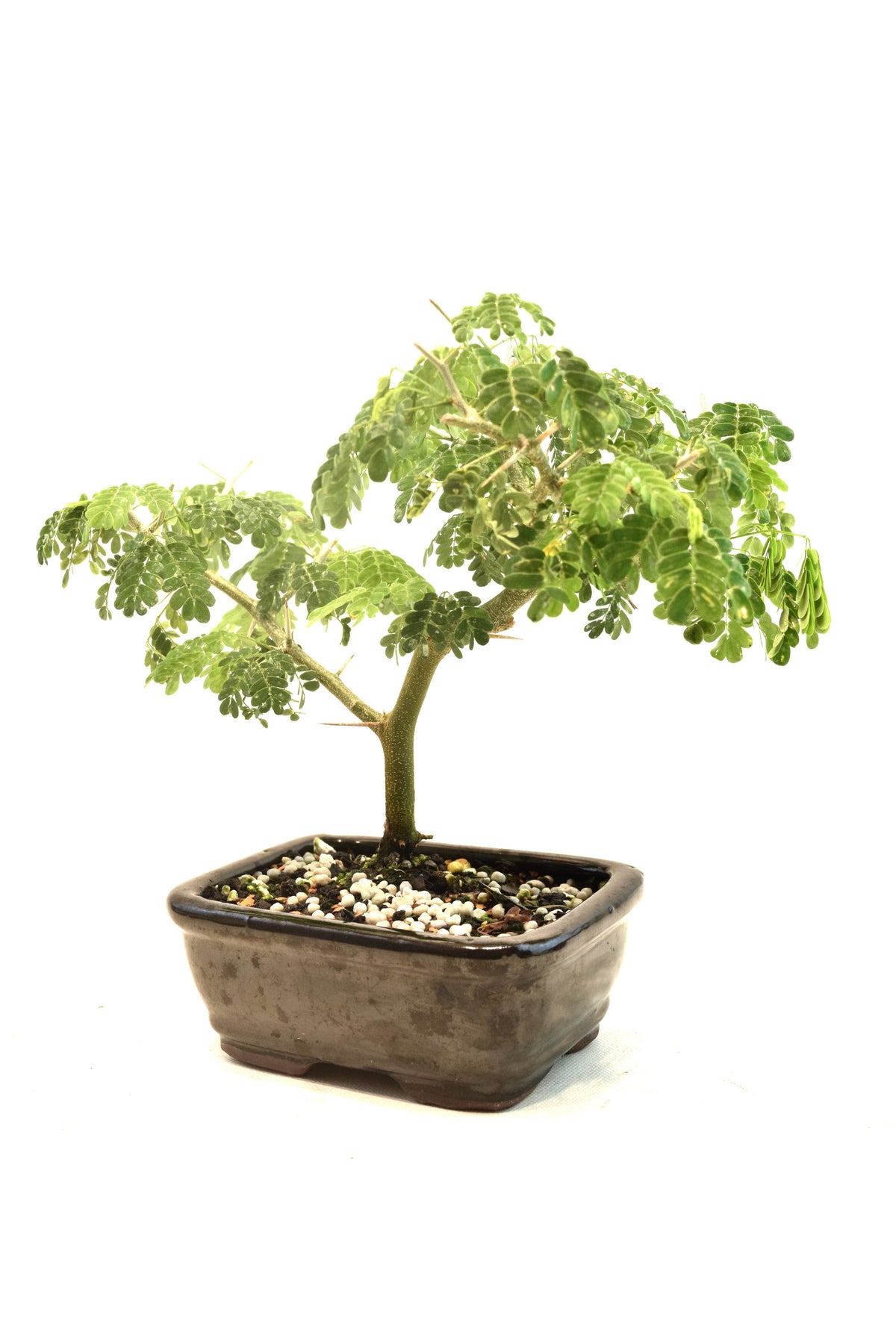 Brazilian Rain Tree Bonsai Ceramic 5" Pot - One of a Kind Bonsai
