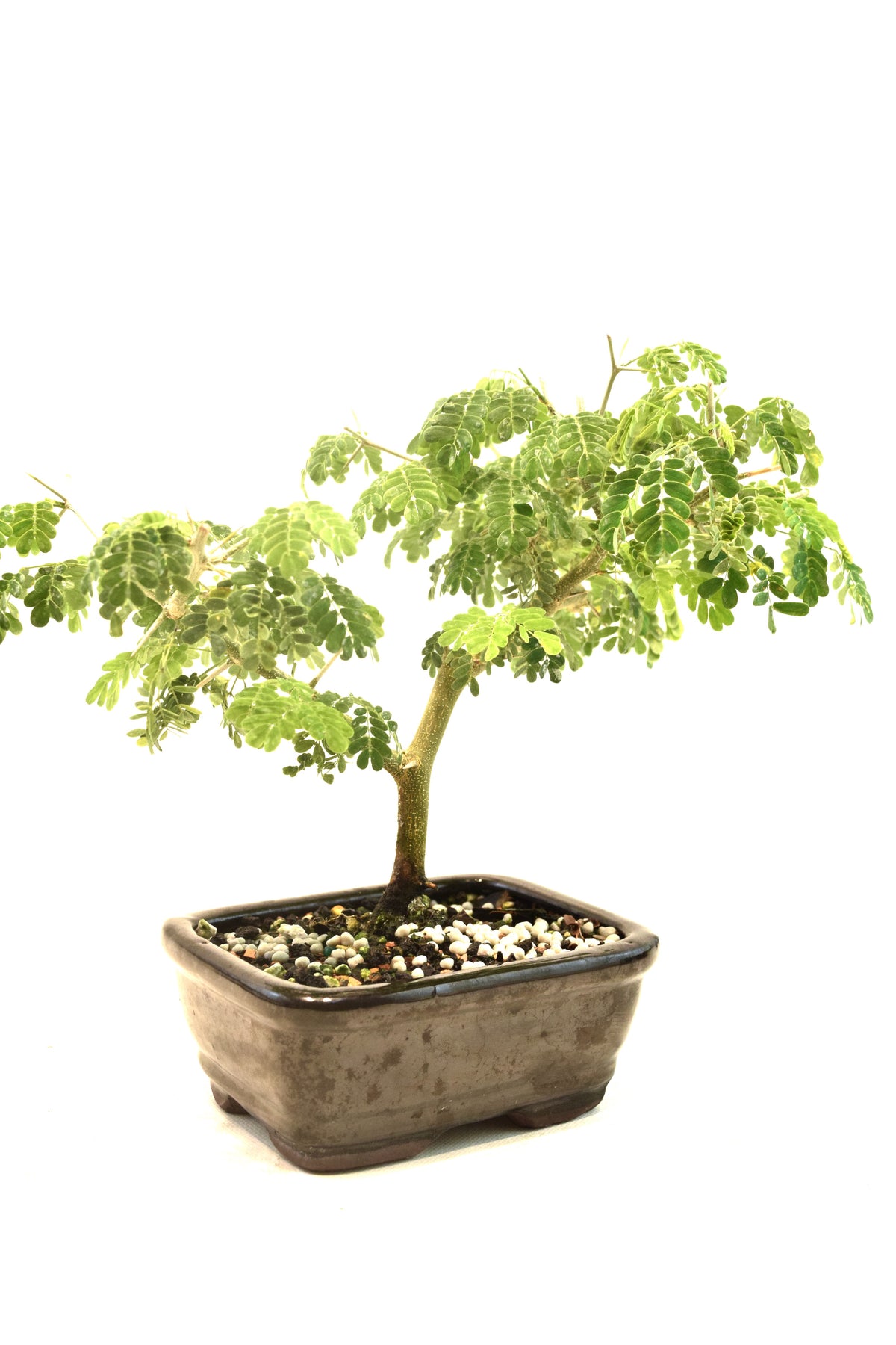 Brazilian Rain Tree Bonsai Ceramic 5" Pot - One of a Kind Bonsai