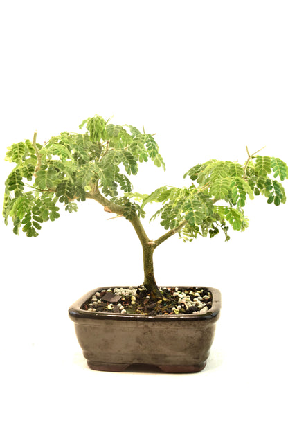 Brazilian Rain Tree Bonsai Ceramic 5" Pot - One of a Kind Bonsai