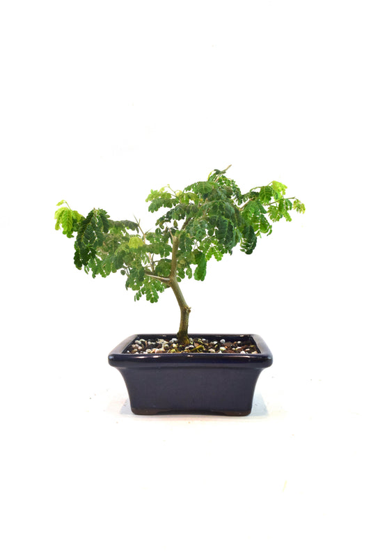 Brazilian Rain Tree Bonsai Ceramic 5" Pot - One of a Kind Bonsai