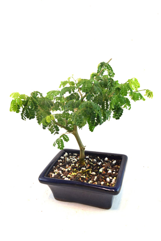 Brazilian Rain Tree Bonsai Ceramic 5" Pot - One of a Kind Bonsai