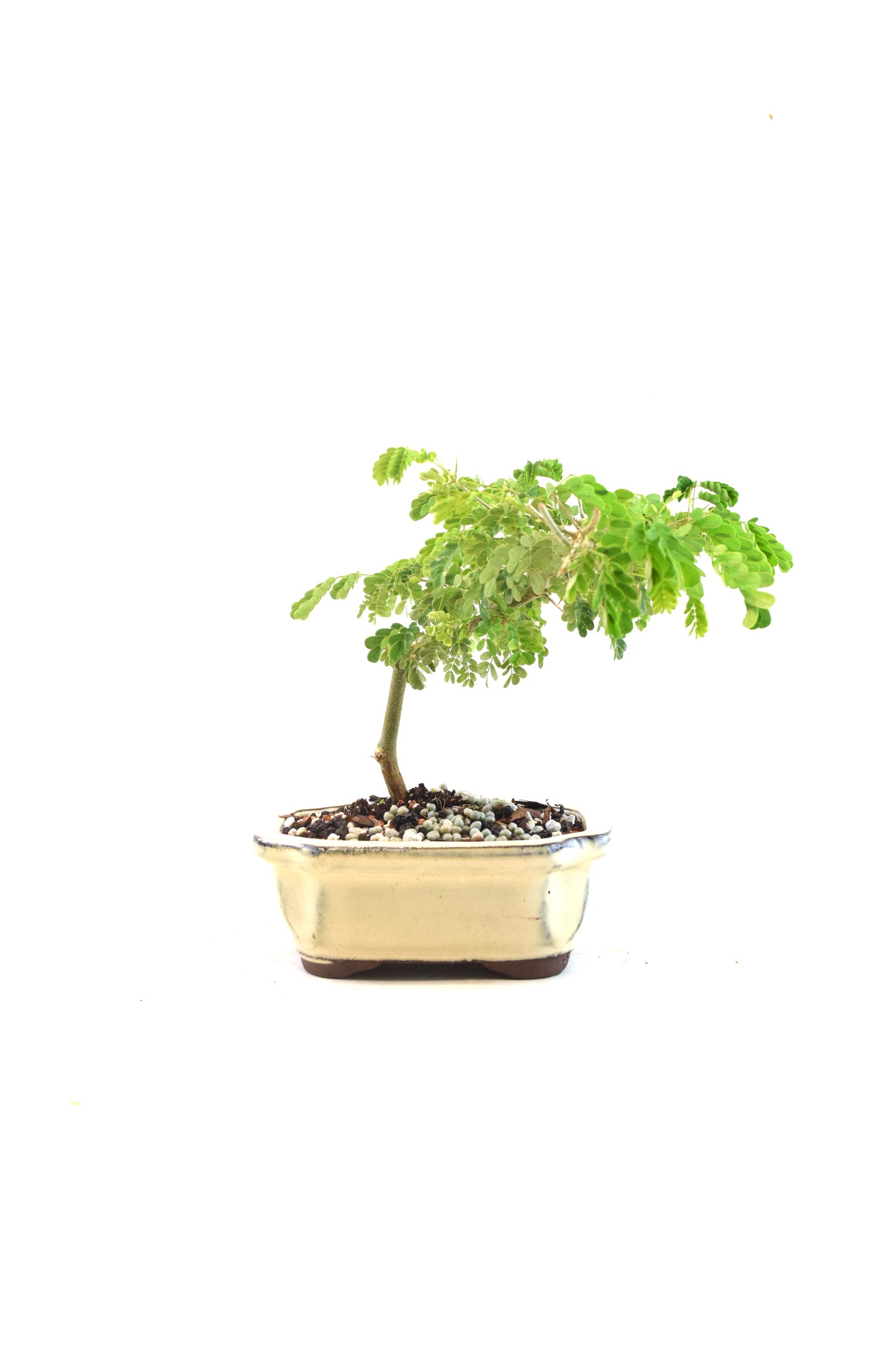Brazilian Rain Tree Bonsai Ceramic 5" Pot - One of a Kind Bonsai