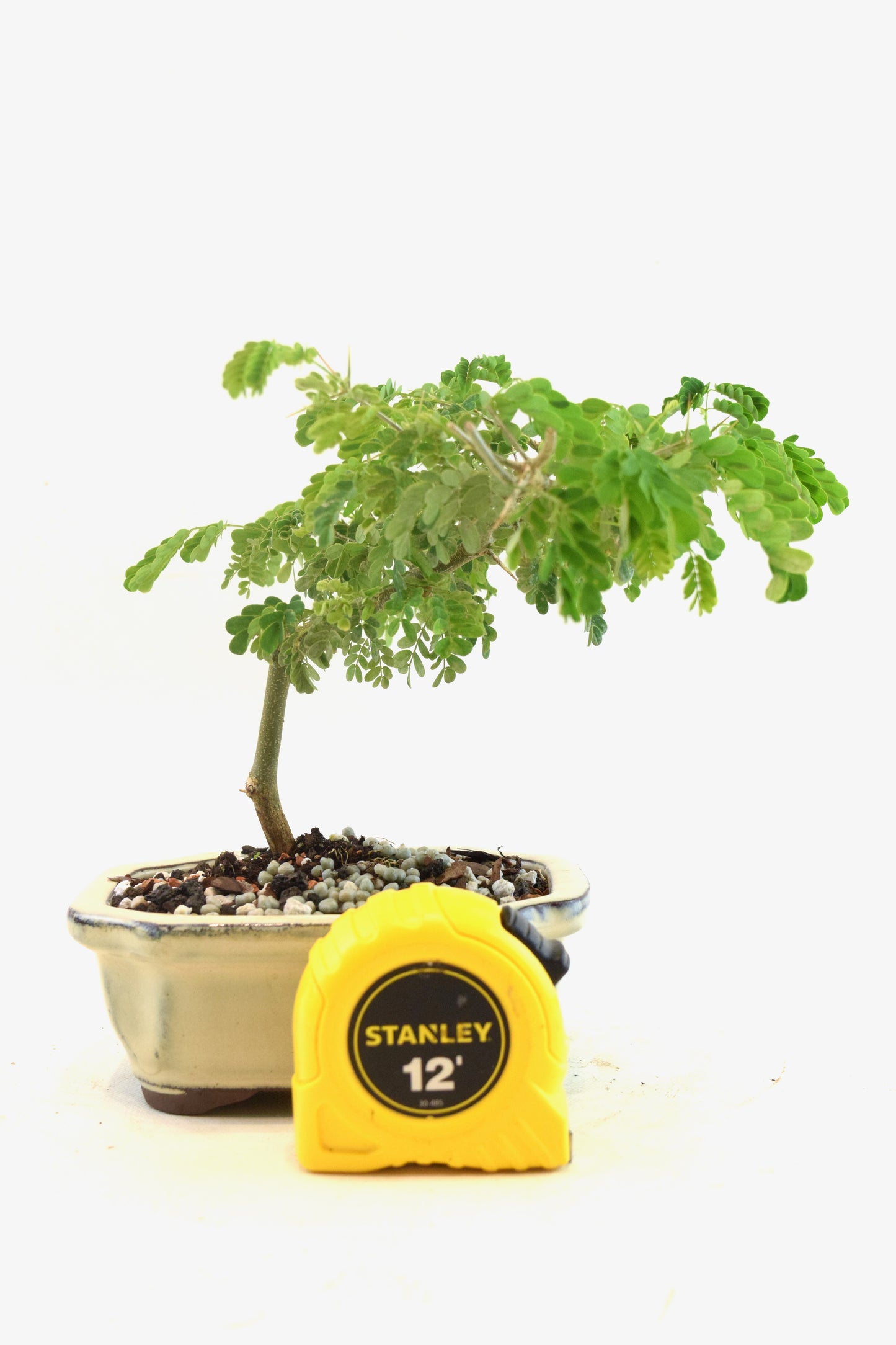 Brazilian Rain Tree Bonsai Ceramic 5" Pot - One of a Kind Bonsai
