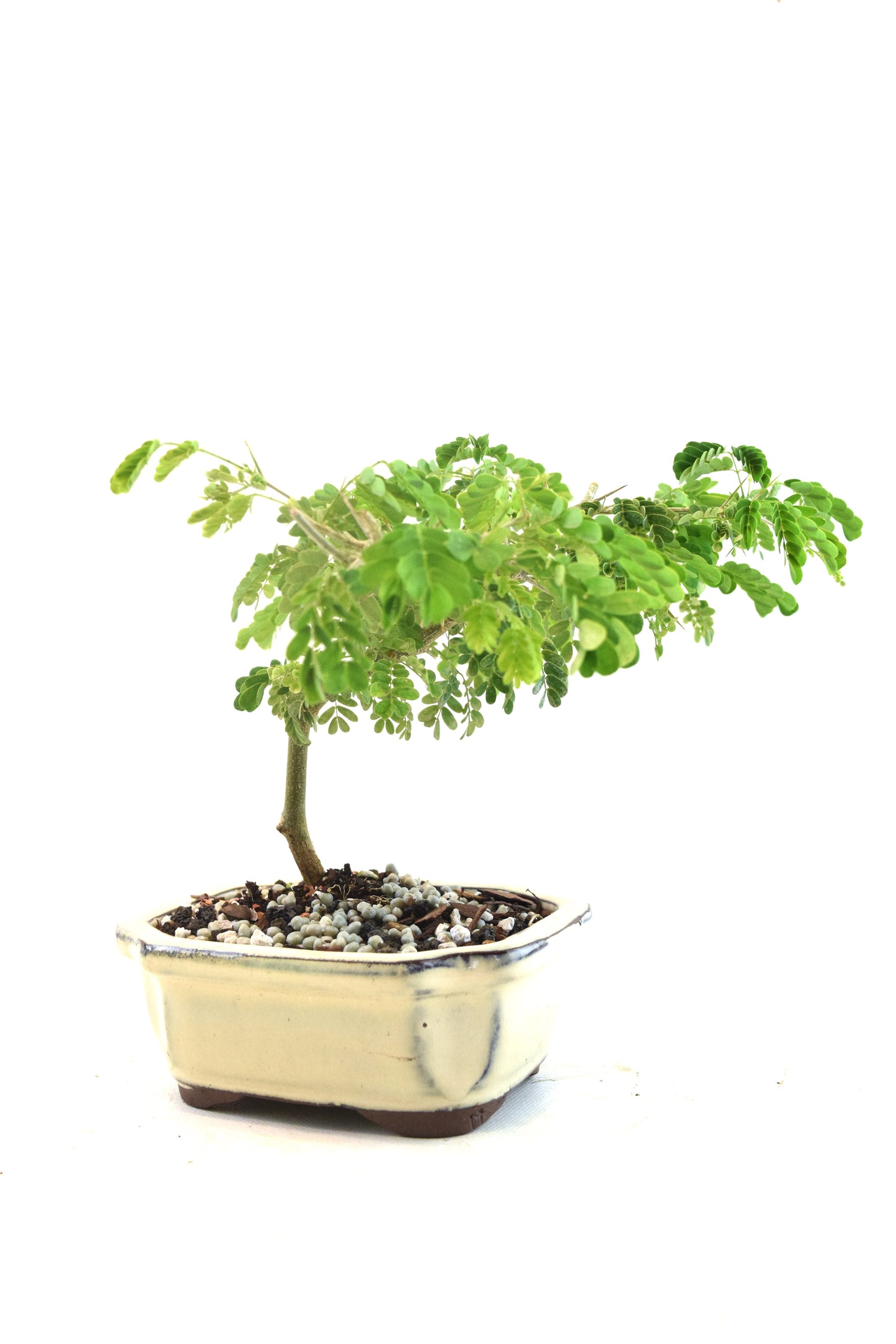 Brazilian Rain Tree Bonsai Ceramic 5" Pot - One of a Kind Bonsai