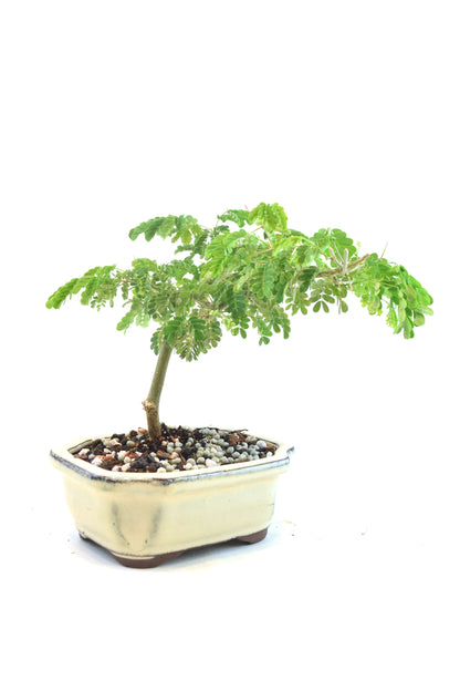 Brazilian Rain Tree Bonsai Ceramic 5" Pot - One of a Kind Bonsai