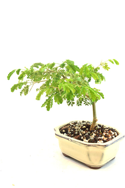 Brazilian Rain Tree Bonsai Ceramic 5" Pot - One of a Kind Bonsai