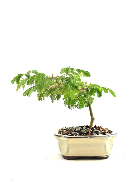 Brazilian Rain Tree Bonsai Ceramic 5" Pot - One of a Kind Bonsai