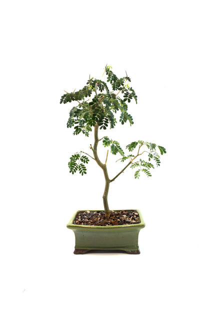Brazilian Rain Tree Bonsai Ceramic 6" Pot - One of a Kind Bonsai