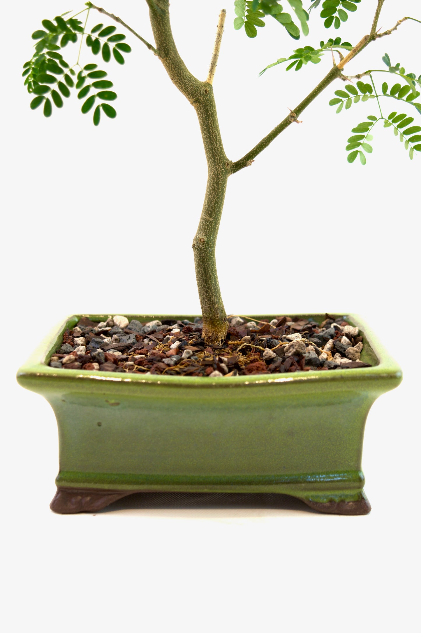 Brazilian Rain Tree Bonsai Ceramic 6" Pot - One of a Kind Bonsai
