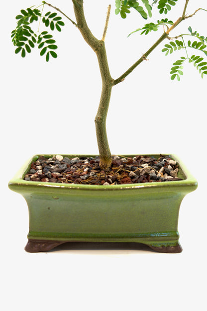 Brazilian Rain Tree Bonsai Ceramic 6" Pot - One of a Kind Bonsai