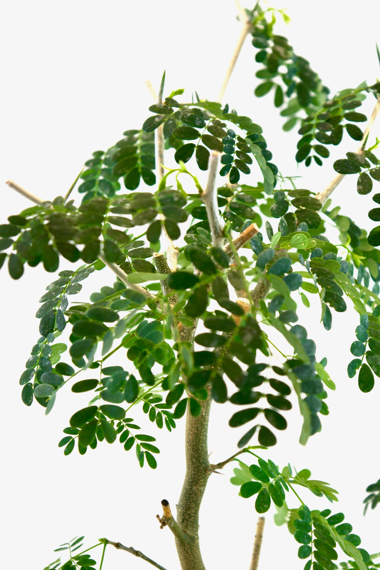 Brazilian Rain Tree Bonsai Ceramic 6" Pot - One of a Kind Bonsai