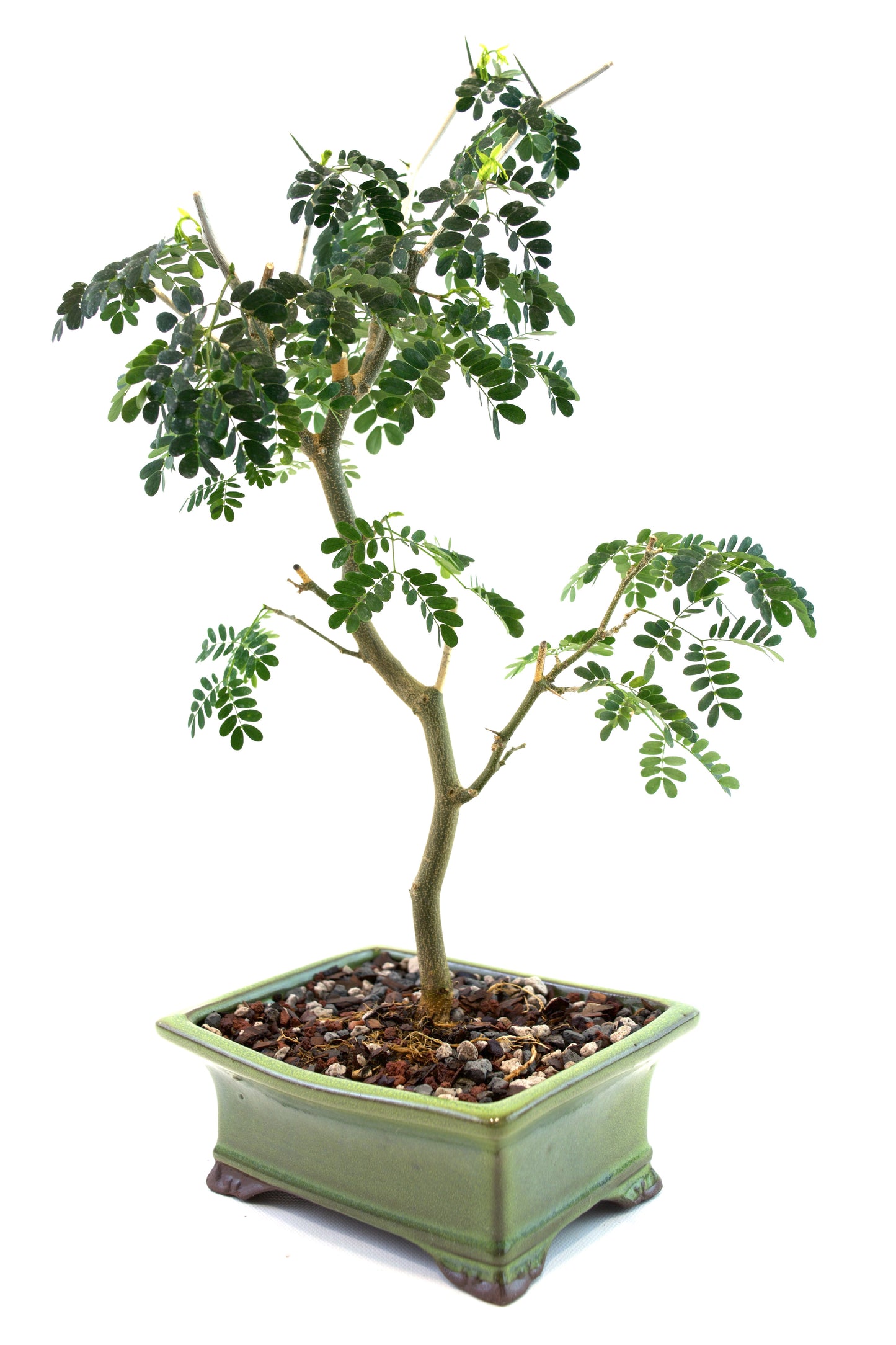 Brazilian Rain Tree Bonsai Ceramic 6" Pot - One of a Kind Bonsai