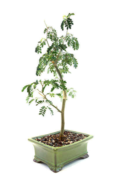 Brazilian Rain Tree Bonsai Ceramic 6" Pot - One of a Kind Bonsai