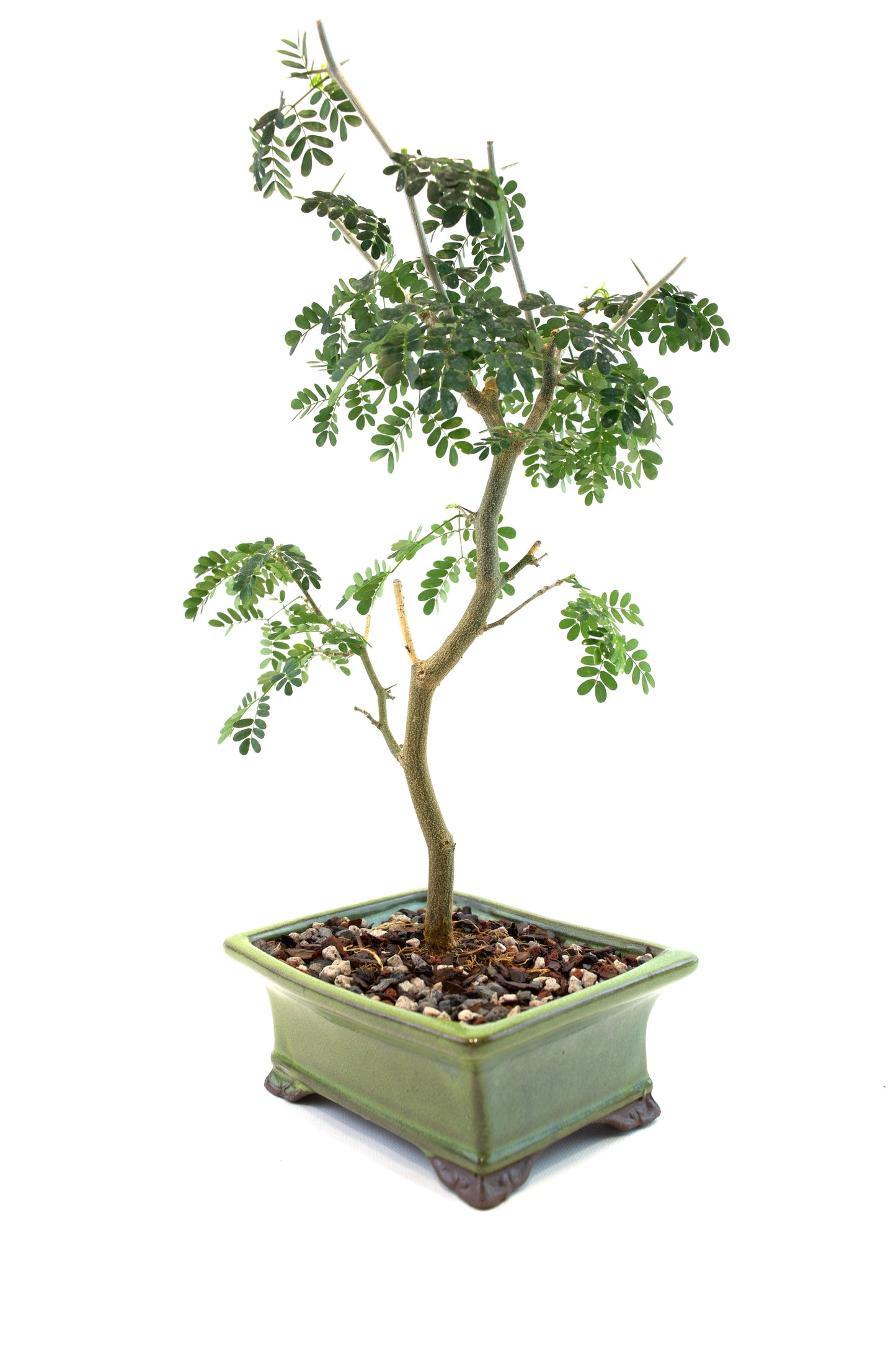 Brazilian Rain Tree Bonsai Ceramic 6" Pot - One of a Kind Bonsai