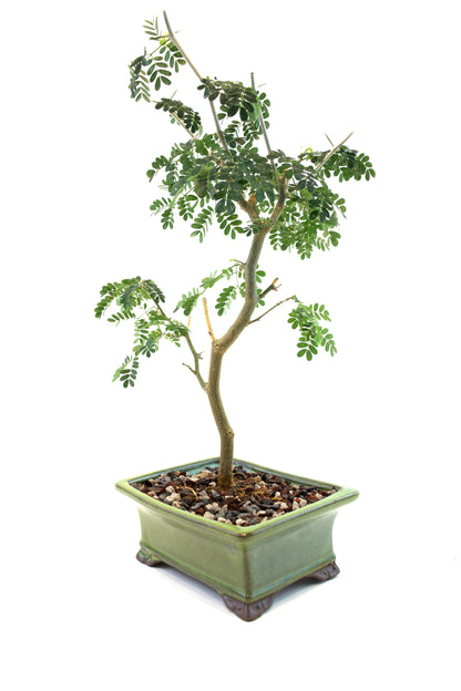 Brazilian Rain Tree Bonsai Ceramic 6" Pot - One of a Kind Bonsai