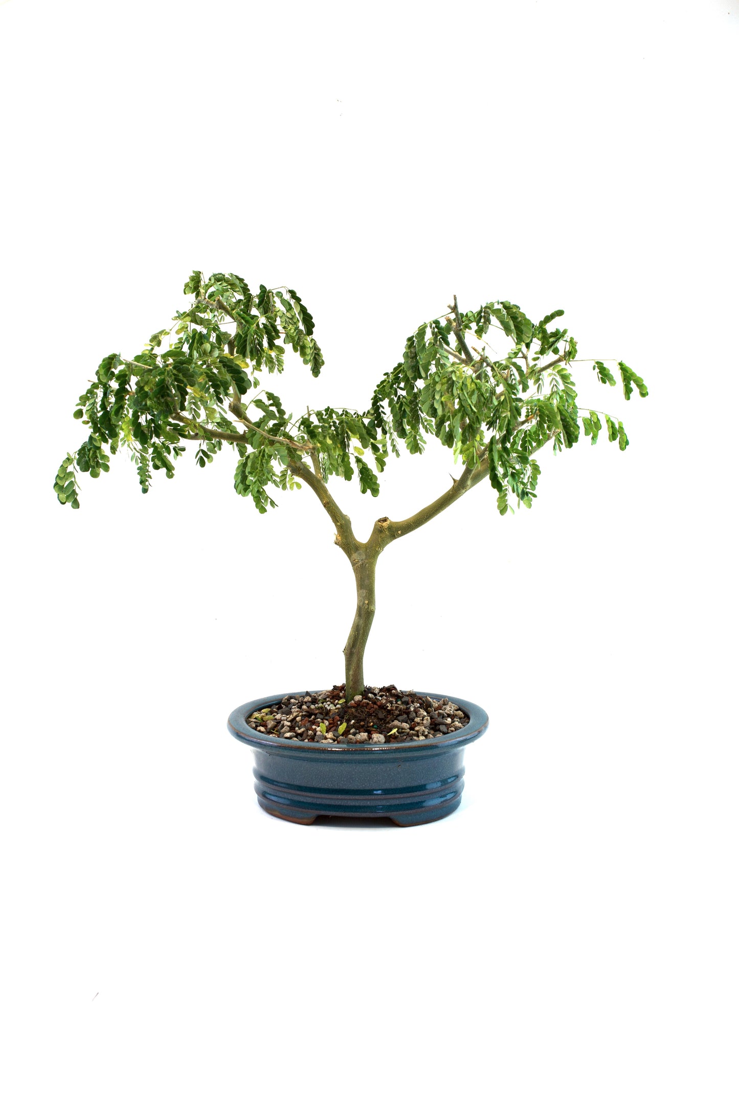Brazilian Rain Tree Bonsai Ceramic 8" Pot - One of a Kind Bonsai