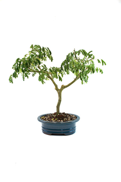 Brazilian Rain Tree Bonsai Ceramic 8" Pot - One of a Kind Bonsai