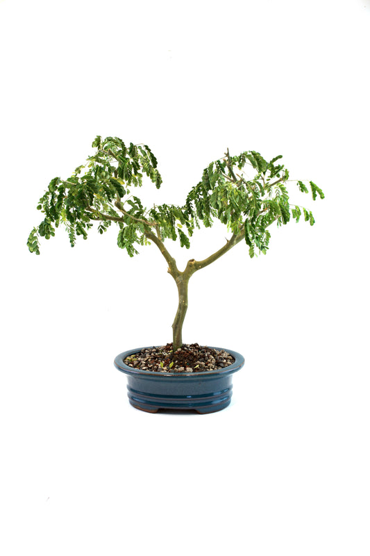 Brazilian Rain Tree Bonsai Ceramic 8" Pot - One of a Kind Bonsai
