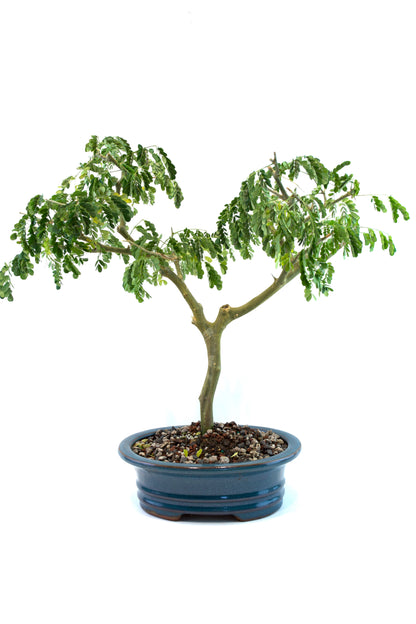 Brazilian Rain Tree Bonsai Ceramic 8" Pot - One of a Kind Bonsai