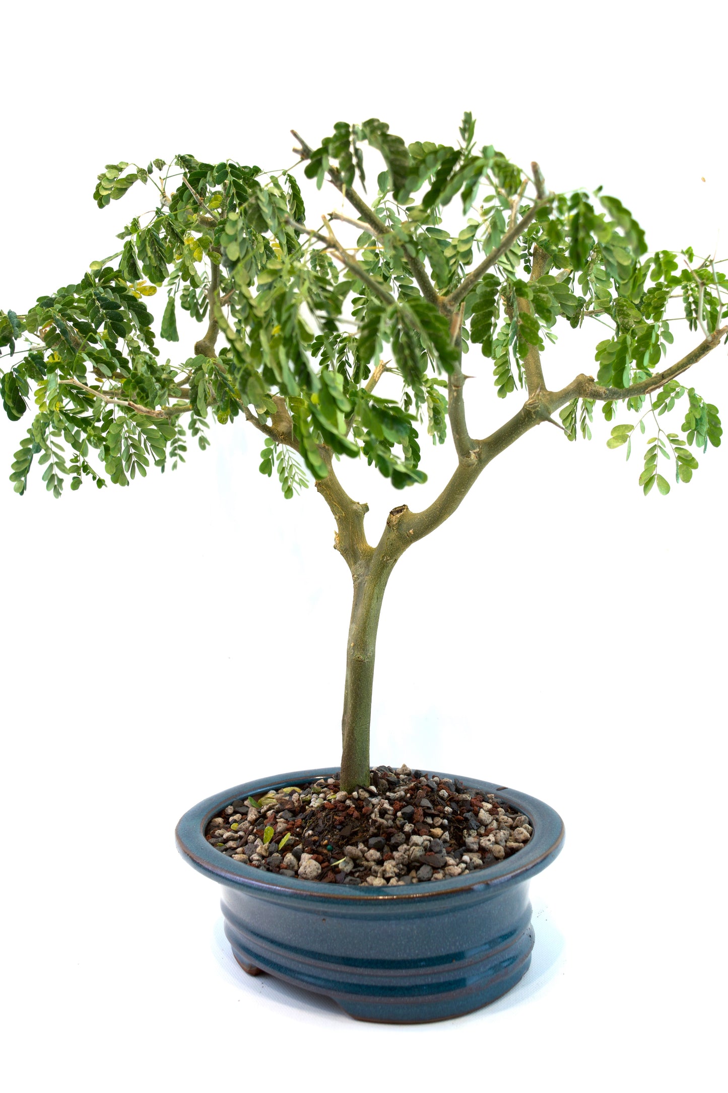 Brazilian Rain Tree Bonsai Ceramic 8" Pot - One of a Kind Bonsai