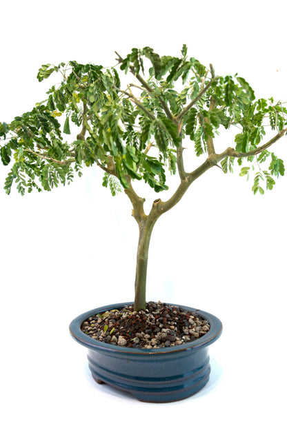 Brazilian Rain Tree Bonsai Ceramic 8" Pot - One of a Kind Bonsai