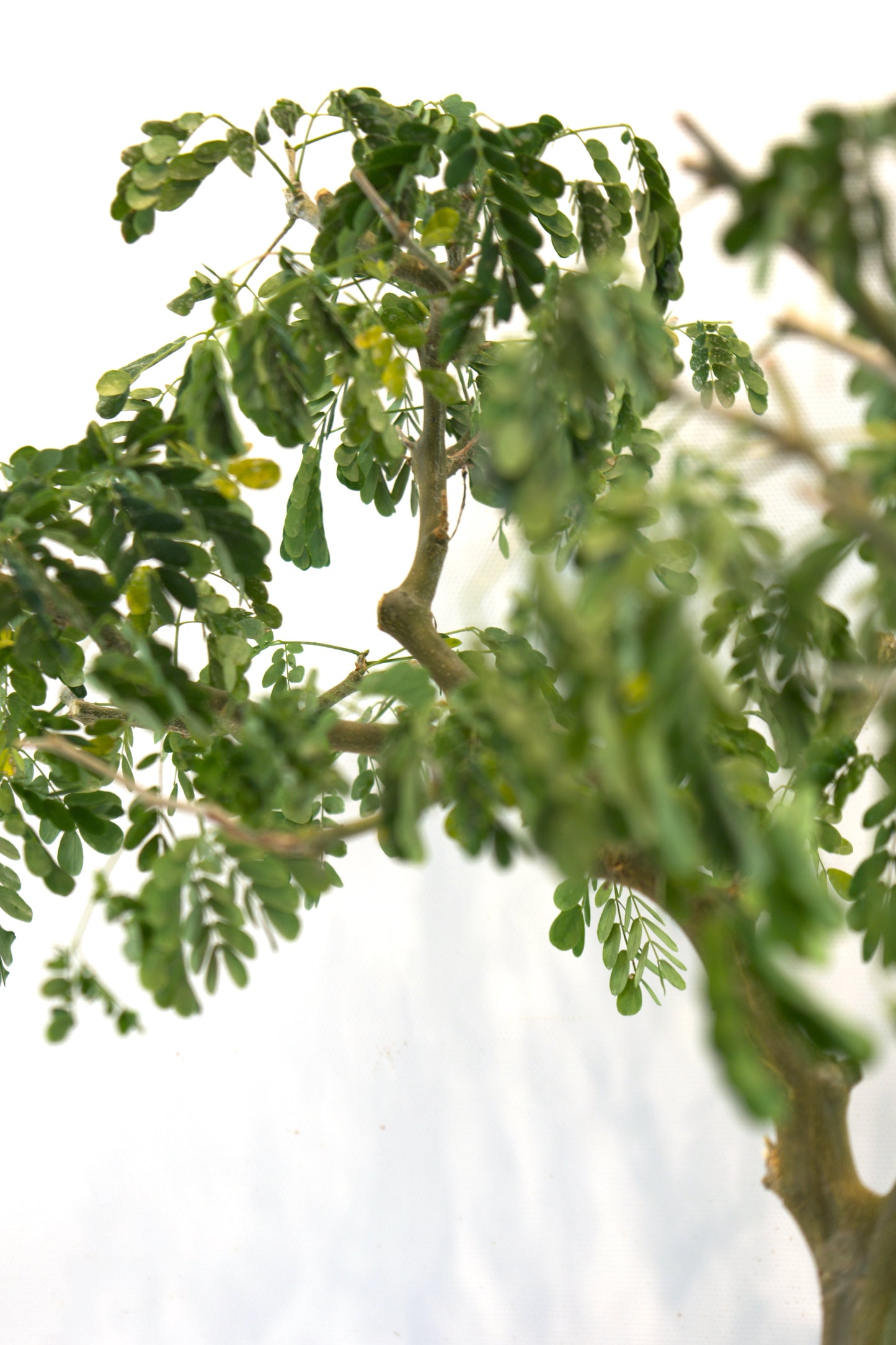 Brazilian Rain Tree Bonsai Ceramic 8" Pot - One of a Kind Bonsai