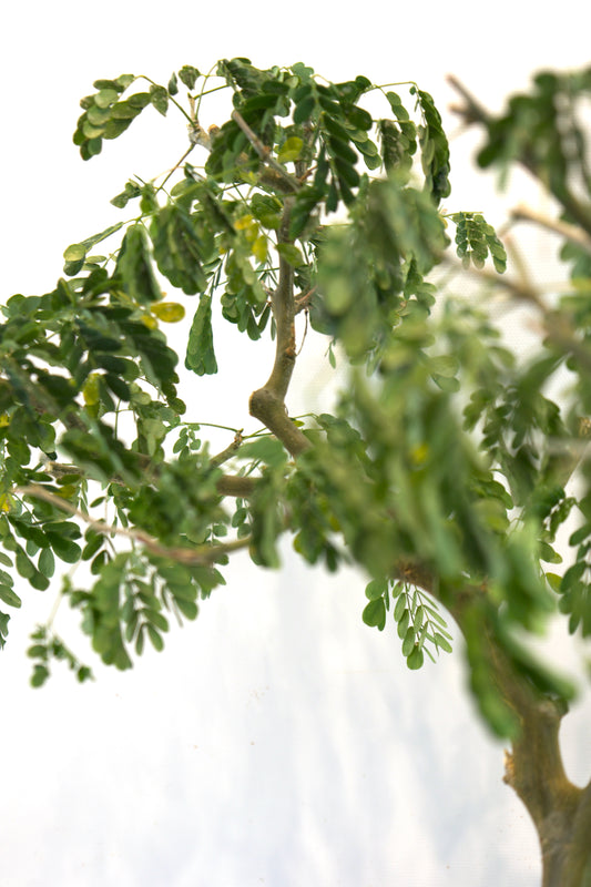 Brazilian Rain Tree Bonsai Ceramic 8" Pot - One of a Kind Bonsai