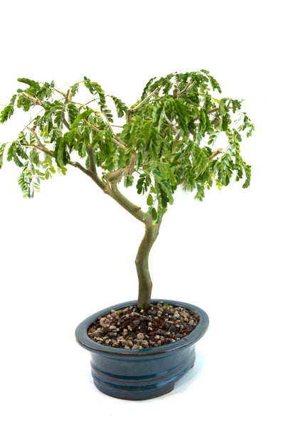 Brazilian Rain Tree Bonsai Ceramic 8" Pot - One of a Kind Bonsai