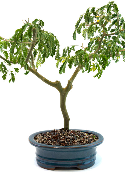 Brazilian Rain Tree Bonsai Ceramic 8" Pot - One of a Kind Bonsai