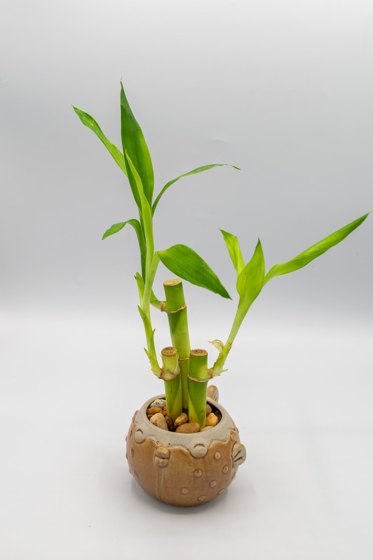 Blowfish Small Planter