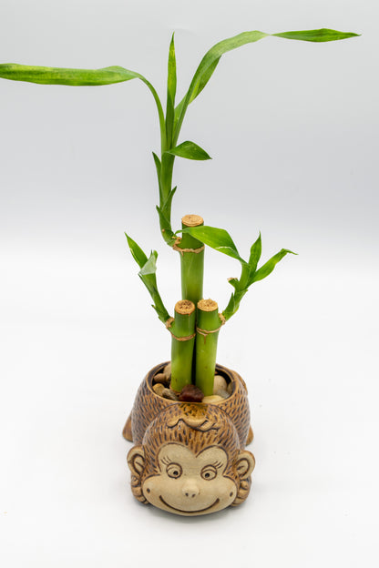 Monkey Front Facing Planter