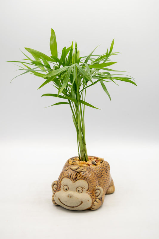 Monkey Front Facing Planter