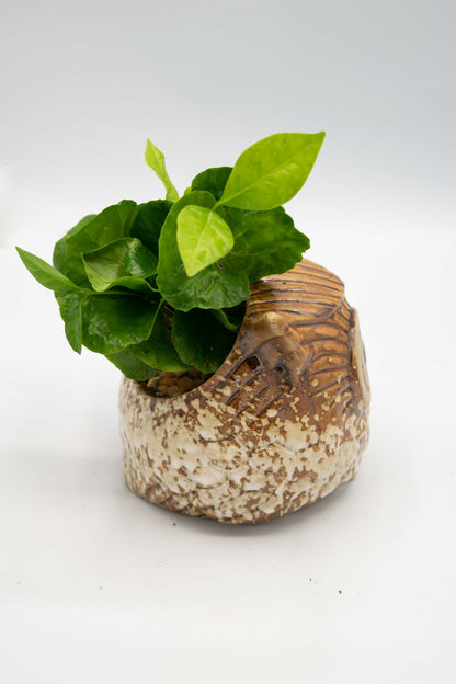 Owl Planter