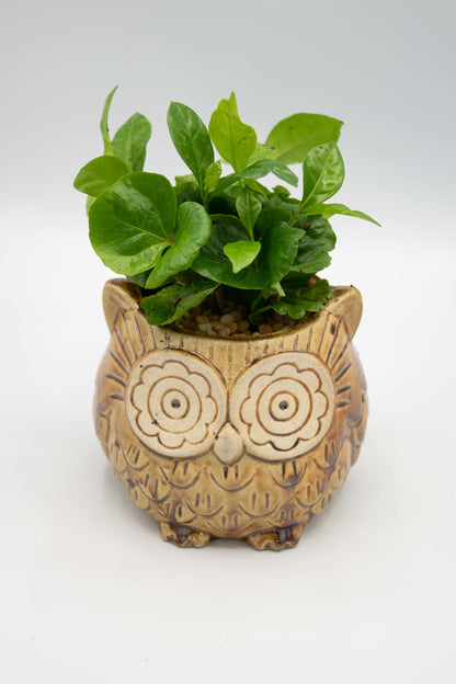 Owl Small Planter